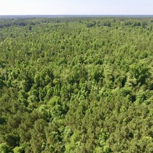 Photo #17 of SOLD property in Off Western Mill Road, Lawrenceville, VA 40.2 acres