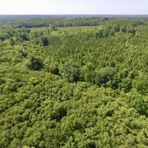 Photo #18 of SOLD property in Off Western Mill Road, Lawrenceville, VA 40.2 acres