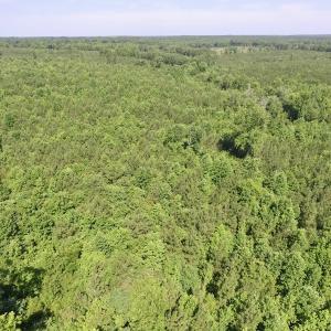 Photo #19 of SOLD property in Off Western Mill Road, Lawrenceville, VA 40.2 acres