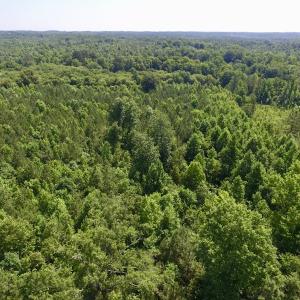 Photo #2 of SOLD property in Off Western Mill Road, Lawrenceville, VA 40.2 acres