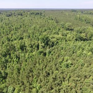 Photo #20 of SOLD property in Off Western Mill Road, Lawrenceville, VA 40.2 acres