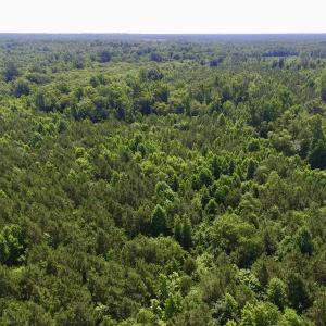 Photo #21 of SOLD property in Off Western Mill Road, Lawrenceville, VA 40.2 acres