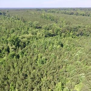 Photo #22 of SOLD property in Off Western Mill Road, Lawrenceville, VA 40.2 acres