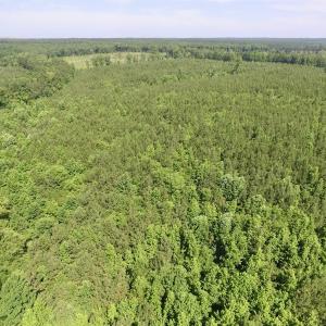 Photo #23 of SOLD property in Off Western Mill Road, Lawrenceville, VA 40.2 acres