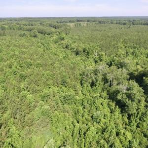 Photo #3 of SOLD property in Off Western Mill Road, Lawrenceville, VA 40.2 acres
