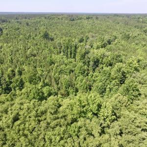 Photo #4 of SOLD property in Off Western Mill Road, Lawrenceville, VA 40.2 acres
