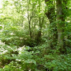 Photo #42 of SOLD property in Off Western Mill Road, Lawrenceville, VA 40.2 acres