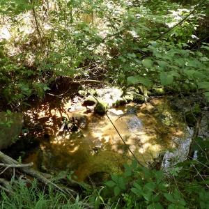 Photo #44 of SOLD property in Off Western Mill Road, Lawrenceville, VA 40.2 acres
