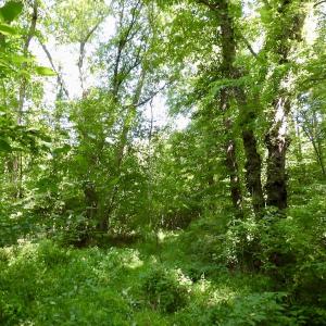 Photo #45 of SOLD property in Off Western Mill Road, Lawrenceville, VA 40.2 acres