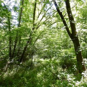 Photo #46 of SOLD property in Off Western Mill Road, Lawrenceville, VA 40.2 acres