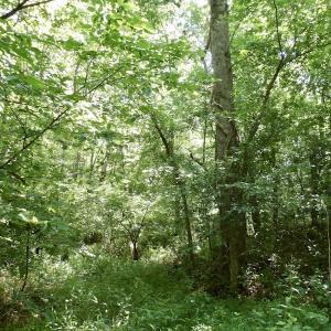 Photo #47 of SOLD property in Off Western Mill Road, Lawrenceville, VA 40.2 acres