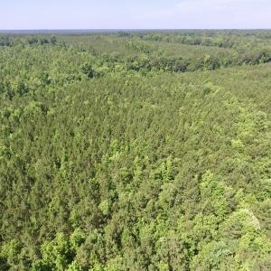 Photo #5 of SOLD property in Off Western Mill Road, Lawrenceville, VA 40.2 acres