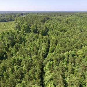 Photo #6 of SOLD property in Off Western Mill Road, Lawrenceville, VA 40.2 acres