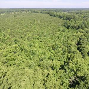 Photo #8 of SOLD property in Off Western Mill Road, Lawrenceville, VA 40.2 acres