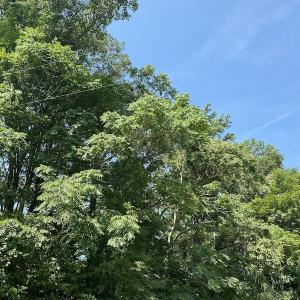 Photo #9 of SOLD property in 1540 Freeman Road, Whaleyville, VA 3.0 acres