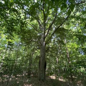 Photo #12 of SOLD property in 1540 Freeman Road, Whaleyville, VA 3.0 acres
