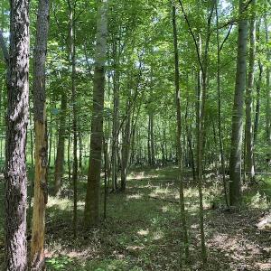 Photo #13 of SOLD property in 1540 Freeman Road, Whaleyville, VA 3.0 acres