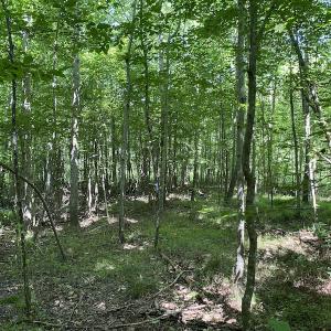 Photo #14 of SOLD property in 1540 Freeman Road, Whaleyville, VA 3.0 acres