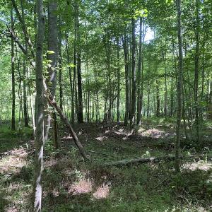 Photo #15 of SOLD property in 1540 Freeman Road, Whaleyville, VA 3.0 acres