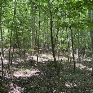Photo #16 of SOLD property in 1540 Freeman Road, Whaleyville, VA 3.0 acres