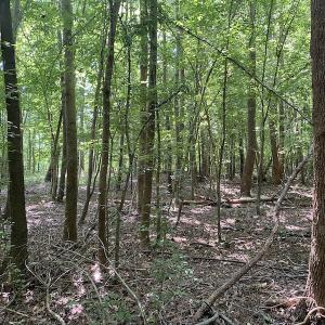 Photo #17 of SOLD property in 1540 Freeman Road, Whaleyville, VA 3.0 acres