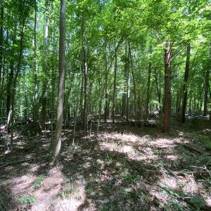 Photo #20 of SOLD property in 1540 Freeman Road, Whaleyville, VA 3.0 acres