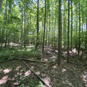 Photo #22 of SOLD property in 1540 Freeman Road, Whaleyville, VA 3.0 acres