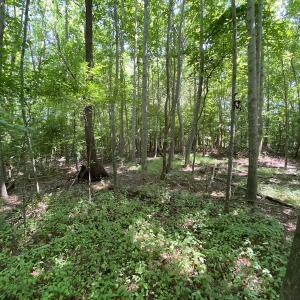 Photo #23 of SOLD property in 1540 Freeman Road, Whaleyville, VA 3.0 acres