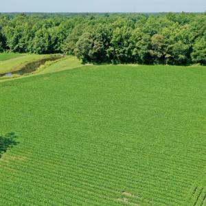 Photo #6 of SOLD property in 311 Yellow Hammer Road, Tyner, NC 74.0 acres