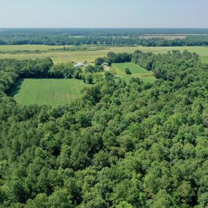 Photo #8 of SOLD property in 311 Yellow Hammer Road, Tyner, NC 74.0 acres