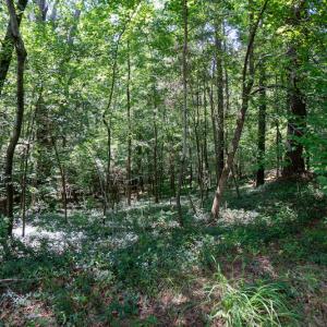 Photo #22 of SOLD property in Off Mt Carmel Road, Carthage, NC 6.3 acres
