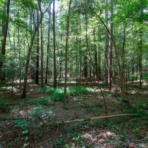 Photo #23 of SOLD property in Off Mt Carmel Road, Carthage, NC 6.3 acres
