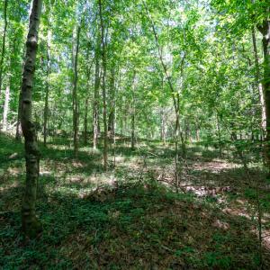 Photo #24 of SOLD property in Off Mt Carmel Road, Carthage, NC 6.3 acres