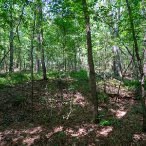 Photo #25 of SOLD property in Off Mt Carmel Road, Carthage, NC 6.3 acres