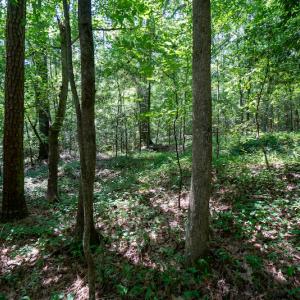 Photo #26 of SOLD property in Off Mt Carmel Road, Carthage, NC 6.3 acres