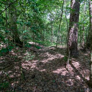 Photo #27 of SOLD property in Off Mt Carmel Road, Carthage, NC 6.3 acres