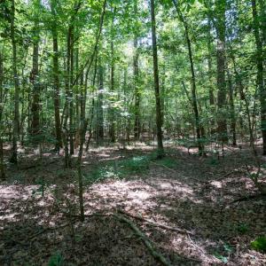 Photo #28 of SOLD property in Off Mt Carmel Road, Carthage, NC 6.3 acres