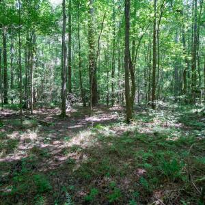 Photo #29 of SOLD property in Off Mt Carmel Road, Carthage, NC 6.3 acres