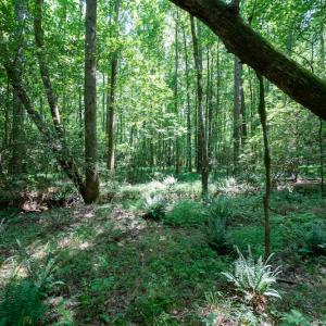 Photo #30 of SOLD property in Off Mt Carmel Road, Carthage, NC 6.3 acres