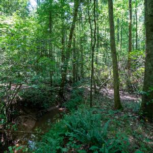 Photo #31 of SOLD property in Off Mt Carmel Road, Carthage, NC 6.3 acres
