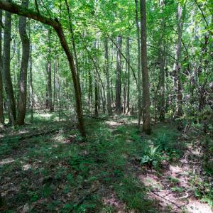 Photo #32 of SOLD property in Off Mt Carmel Road, Carthage, NC 6.3 acres