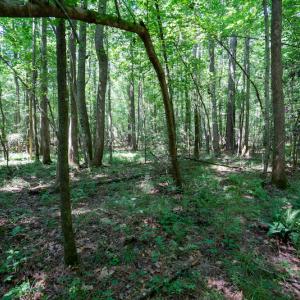 Photo #33 of SOLD property in Off Mt Carmel Road, Carthage, NC 6.3 acres
