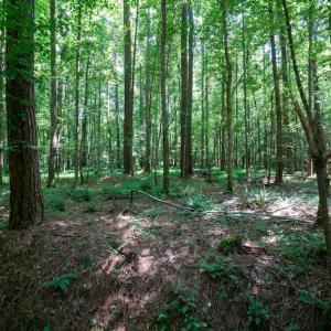 Photo #34 of SOLD property in Off Mt Carmel Road, Carthage, NC 6.3 acres