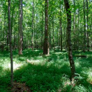 Photo #35 of SOLD property in Off Mt Carmel Road, Carthage, NC 6.3 acres