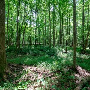 Photo #36 of SOLD property in Off Mt Carmel Road, Carthage, NC 6.3 acres