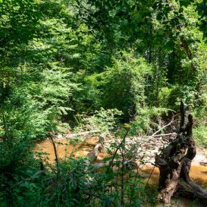 Photo #38 of SOLD property in Off Mt Carmel Road, Carthage, NC 6.3 acres