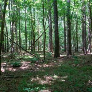 Photo #39 of SOLD property in Off Mt Carmel Road, Carthage, NC 6.3 acres