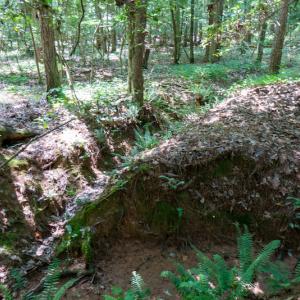 Photo #41 of SOLD property in Off Mt Carmel Road, Carthage, NC 6.3 acres