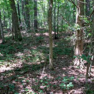 Photo #42 of SOLD property in Off Mt Carmel Road, Carthage, NC 6.3 acres