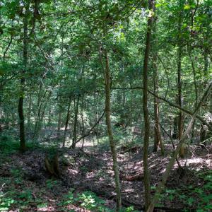 Photo #43 of SOLD property in Off Mt Carmel Road, Carthage, NC 6.3 acres